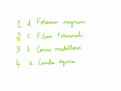 exercise-19-the-spinal-cord-and-spinal-nerves-anatomy-of-the-spinal-cord-filum-terminale-dforamen-magnum-keyacauda-equina-bconus-medullaris-1most-superior-boundary-of-the-spinal-cord-2mening-49717