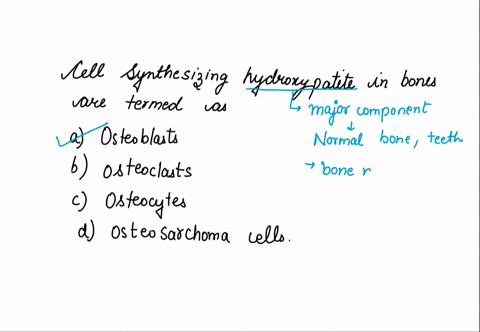 cells-synthesizing-hydroxyapatite-in-bones-are-termed-as-________-multiple-choice-a-osteoblasts-b-osteoclasts-c-osteocytes-d-osteosarcoma-cells-66444