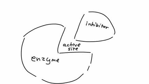 which-of-the-following-is-not-true-for-a-competitive-inhibitor-a-it-occupies-the-active-site-b-it-cannot-be-converted-to-the-products-c-it-has-a-structure-similar-to-the-substrate-d-increasing-the-s-2