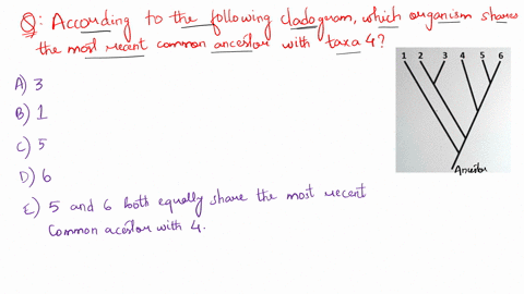 question-6-according-to-the-following-cladogram-which-organism-shares-the-most-recent-common-ancestor-with-taxa-4-5-and-6-both-equally-share-the-most-recent-common-ancestor-with-taxa-4-22581