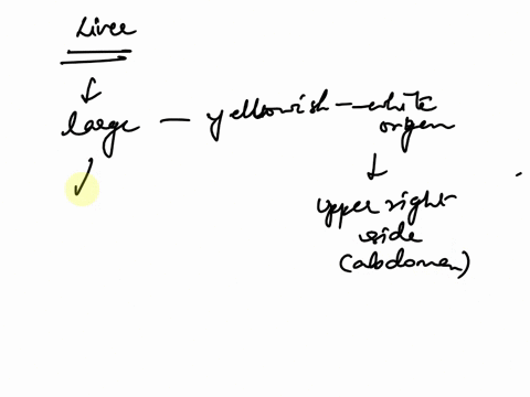 2-briefly-describe-the-gross-anatomy-of-a-liver-5-marks-68244