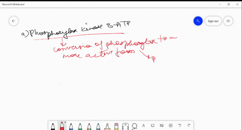 in-muscle-tissue-the-rate-of-conversion-of-glycogen-to-glucose-6-phosphate-is-determined-by-the-rati-09982