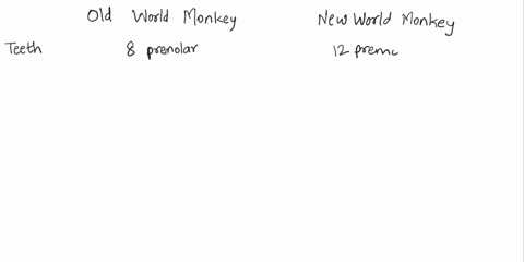what-are-some-anatomical-and-behavioral-differences-between-old-world-monkeys-and-new-world-monkeys-a-use-the-provided-primate-taxonomy-chart-to-identify-the-parvorder-and-superfamily-of-old-06544