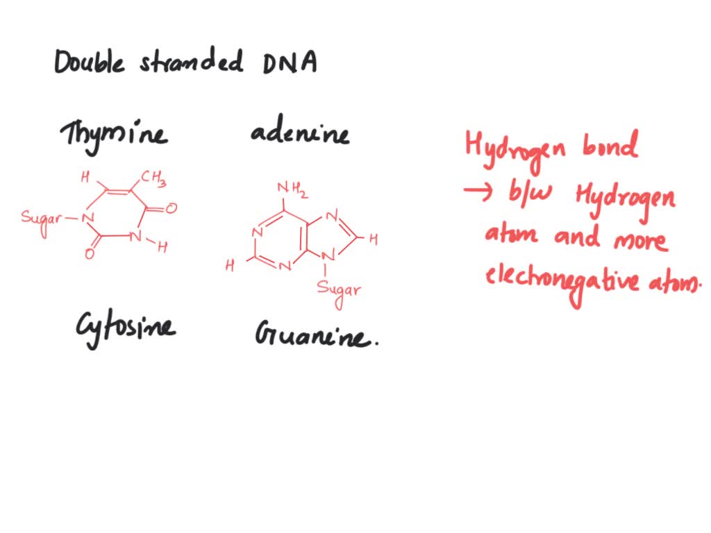 Solved In Double Stranded Dna Adenine On One Strand Makes Hydrogen Bonds With Thymine On The