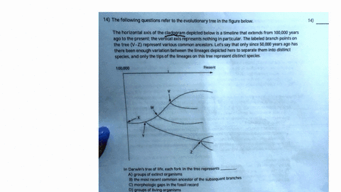 14-the-following-questions-refer-to-the-evolutionary-tree-in-the-figure-below-the-horizontal-axls-of-the-cladogram-depicted-below-is-timeline-that-extends-from-100000-years-ag0-to-the-presen-66065