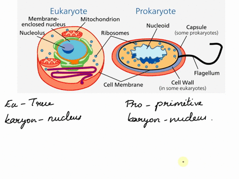 which-structure-is-found-in-the-cytoplasm-of-a-prokaryotic-cell-but-is-not-found-in-the-cytoplasm-of-a-eukaryotic-cell-dna-ribosomes-nucleus-mitochondria-27825