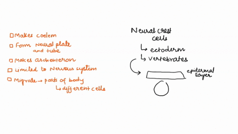 crest-cells-form-during-early-animal-development-ncural-options-best-describes-the-which-of-the-following-functionpurpose-of-neural-crest-cells-ncural-crest-cells-eventually-develop-into-the-90928