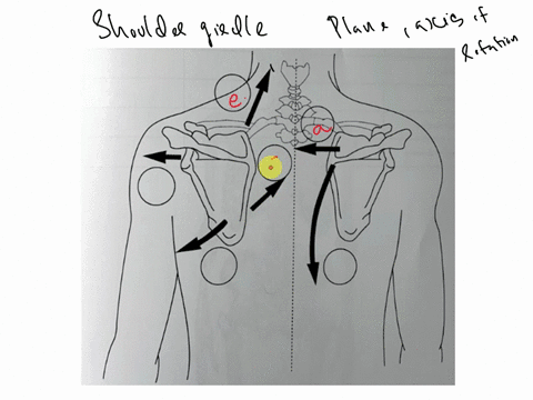 exercise-2-adduction-a-b-abduction-c-upward-rotation-d-downward-rotation-e-elevation-f-depression-54277