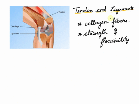 tendons-and-ligaments-are-composed-mainly-of-dense-irregular-connective-tissue-true-or-false-65274