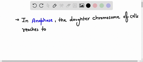 in-the-stage-of-mitosis-the-daughter-chromosomes-of-the-cell-reach-the-poles-after-which-the-cell-passes-into-the-next-interphase-and-the-nuclear-envelope-and-nucleoli-re-form-metaphase-anap-65595