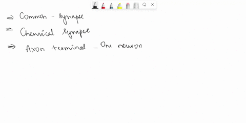 which-type-of-synapse-is-most-common-in-the-nervous-system-22107