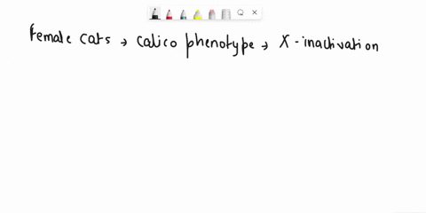 how-come-only-female-cats-show-the-calico-phenotype-hint-yes-the-coat-color-x-linked-but-that-is-not-the-reason-for-the-calico-phenotype_-90762