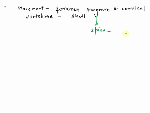 how-is-the-placement-of-the-foramen-magnum-and-cervical-vertebrae-in-conjunction-with-the-skull-different-in-a-rat-versus-a-human-how-might-this-affect-locomotion-69879