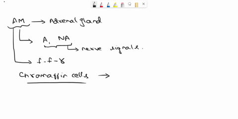 the-adrenal-medulla-contains-two-types-of-secretory-cells-what-are-they-and-what-are-their-functions-99824