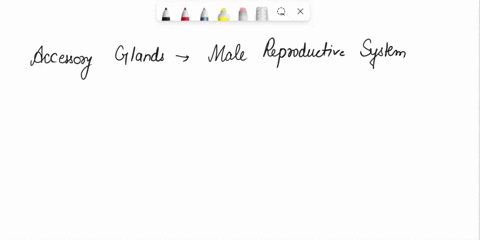 which-of-the-following-are-accessory-glands-that-secrete-substances-that-become-semen-in-the-male-reproductive-system-seminal-vesicles-epididymis-bulbourethral-glands-prostate-glands-testes-68752