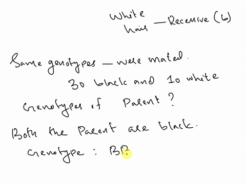 in-guinea-pigs-black-hair-b-is-dominant-to-white-b-two-black-guinea-pigs-of-the-same-genotypes-were-mated-and-produced-30-black-and-10-white-offspring-what-would-you-predict-the-genotypes-of-04972