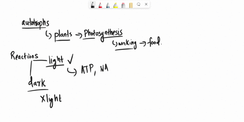 photosynthesis-ceases-when-leaves-wilt-mainly-because-a-the-chlorophyll-in-wilting-leaves-is-degrade-59885