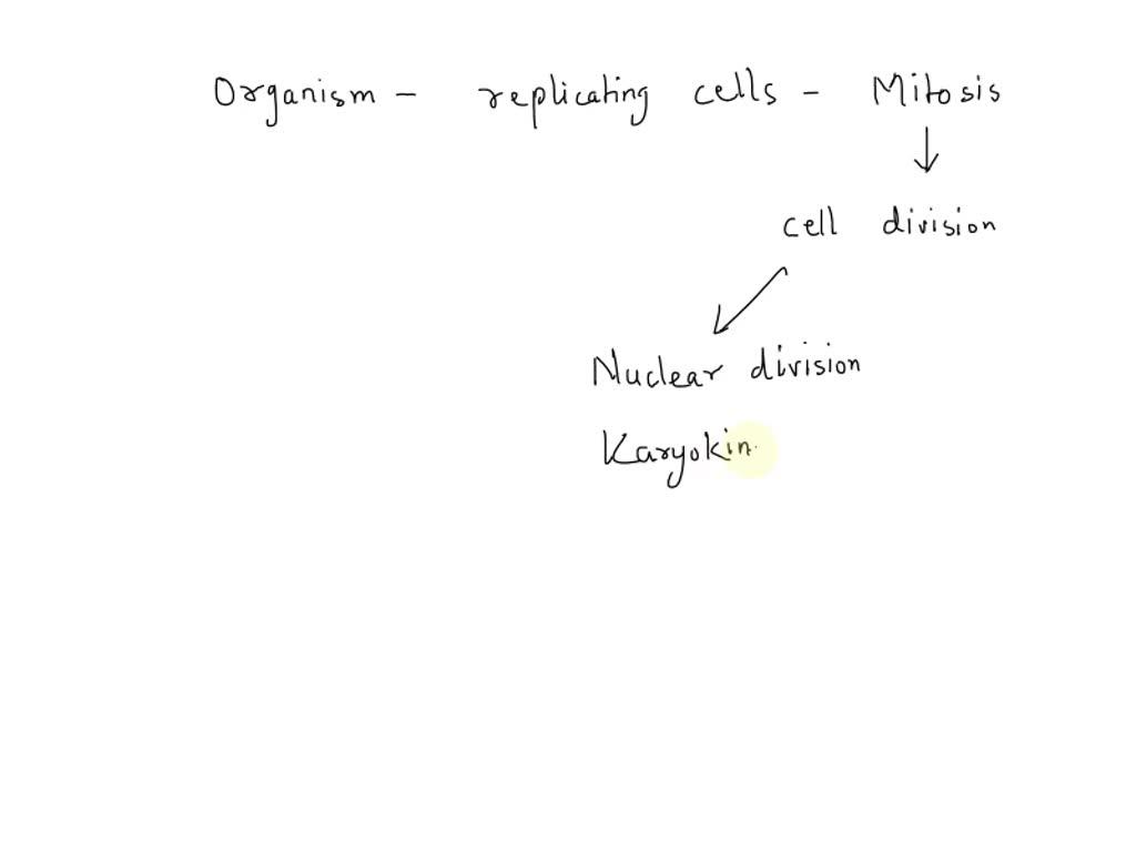 Which Organisms Replicate Cells By Mitosis