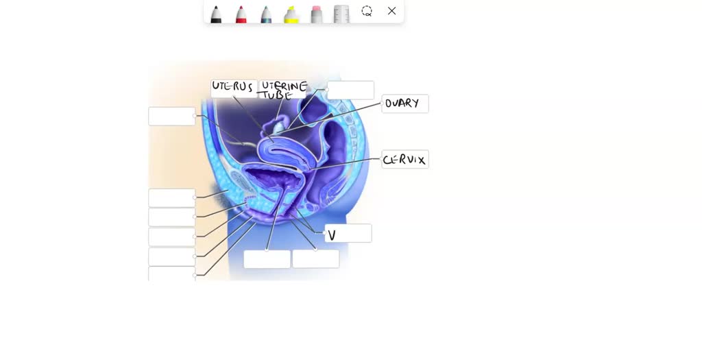SOLVED Match the appropriate labels to the reproductive system of the female fetal pig, ventral