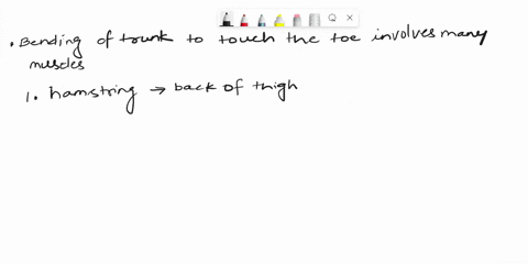identify-the-muscles-used-to-bend-the-trunk-when-you-touch-your-toes-76235