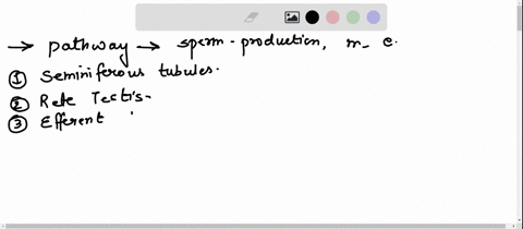 question-3-describe-the-pathway-of-sperm-beainnina-in-the-seminiferous-tubules-and-endina-ai-ejaculationuse-the-terms-from-the-word-bank-belowdont-just-connect-the-words-explain-word-bank-se-10094