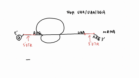 class-13-translation-dtl-draw-a-line-representing-mrna-that-has-already-been-processes-introns-removed-cap-and-tail-added-label-the-5-cap-on-left-end-and-polya-tail-2-an-inch-from-the-left-a-60759
