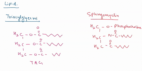 list-different-types-of-lipids-and-pick-two-to-explain-in-detail-structure-function-differencessimilarities-in-structure-etc-suggest-a-reason-why-the-same-protein-system-moves-both-sodium-an-77153