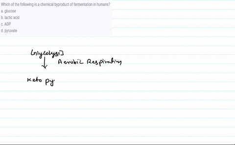 which-of-the-following-is-a-chemical-byproduct-of-fermentation-in-humans-a-glucose-b-lactic-acid-c-adp-d-pyruvate-85587