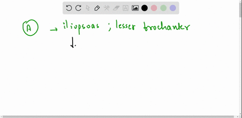 the-iliacus-and-the-psoas-major-muscles-are-collectively-known-as-the-____________-muscle-because-they-share-a-common-insertion-on-the-__________-of-the-femur-a-iliopsoas-lesser-trochanter-b-18689