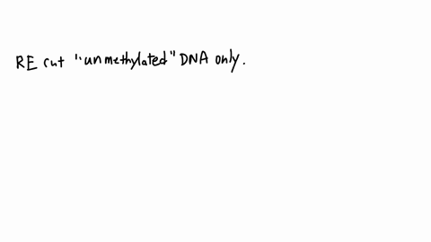 restriction-enzymes-in-bacterial-cytoplasm-cut-injected-bacteriophage-dna-wherever-certain-sequences-occur-a-bacterias-chromosome-also-contains-these-sequences-and-being-suspended-in-cytopla-06395