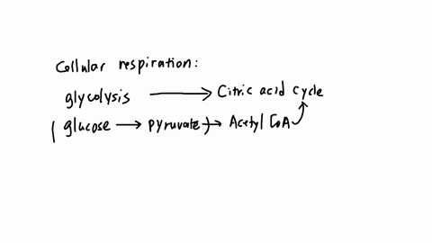 the-citric-acid-cycle-takes-place-in-the-a-ribosome-b-cytoplasm-c-mitochondrial-matrix-d-inner-mitochondrial-membrane-e-thylakoid-membrane-of-the-chloroplast