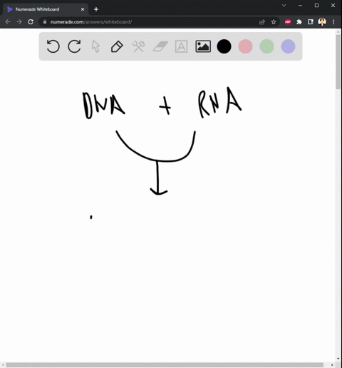 which-of-the-following-sequences-of-processes-correctly-reflects-the-central-dogma-protein-synthesis-transcription-translation-protein-synthesis-translation-transcription-transcription-trans-48547