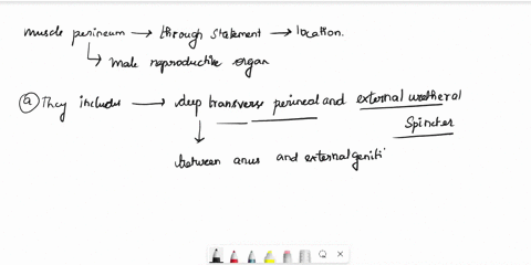 1-if-you-are-searching-for-the-muscles-of-the-perineum-which-statement-about-these-muscles-will-help-you-correctly-identify-them-a-they-include-the-deep-transverse-perineal-and-external-uret-90291