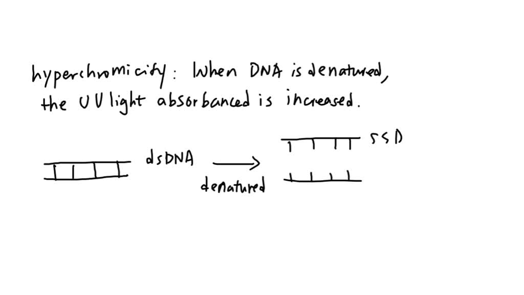 SOLVED Suppose you had two solutions of DNA, one single stranded and