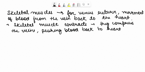 how-do-skeletal-muscles-and-respiratory-movements-affect-venous-blood-flow-50766