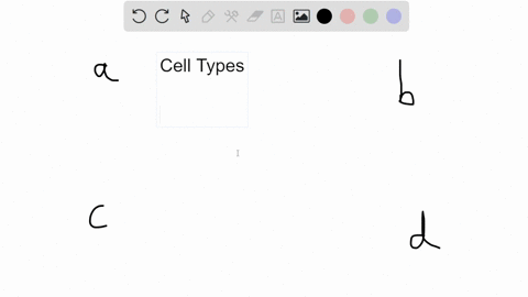 muscle-cells-differ-from-nerve-cells-mainly-because-they-a-express-different-genes-c-use-different-g-74747