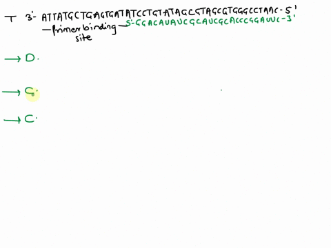 3-for-an-in-vitro-transcription-experiment-using-the-t7-rna-polymerase-the-following-two-dna-strands-are-used-as-the-template-for-rna-synthesis-transcription-starts-at-the-underlined-c-what-04356