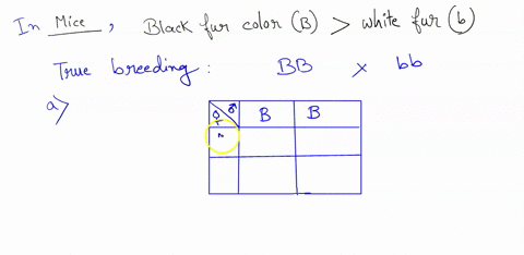 1a-black-b-fur-color-in-mice-is-dominant-over-white-b-fur-color-draw-a-punnett-square-for-a-cross-between-a-true-breeding-mouse-with-black-fur-and-a-true-breeding-mouse-with-white-fur-b-what-24609