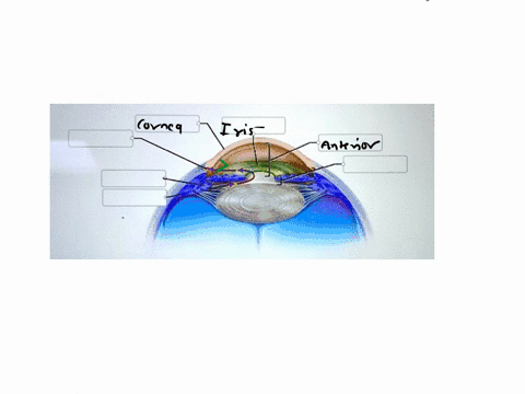 correctly-identify-the-following-structures-of-the-eye-7-iris-ciliary-muscle-ciliary-process-anterior-chamber-scleral-venous-sinus-posterior-chamber-cornea-stipped-68076