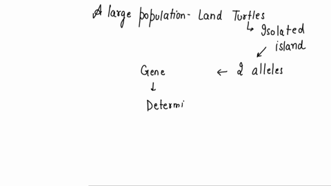 a-large-population-of-land-turtles-on-an-isolated-island-has-two-alleles-for-a-gene-that-determines-shell-thickness-go-forth-in-their-shells-is-dominant-over-the-allele-for-sickle-shares-the-41301
