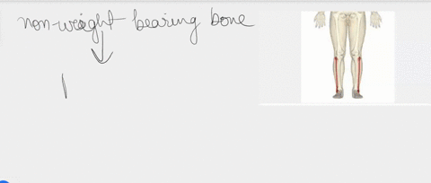 this-bone-is-a-non-weight-bearing-bone-in-the-lower-leg-femur-tibia-patella-fibula-28006