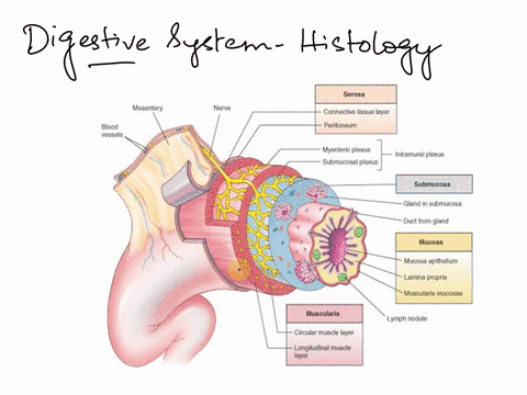 which-structure-is-highlighted-palhistologydigestive-system-lab-practicalquestion11-identify-the-highlighted-structure-86404