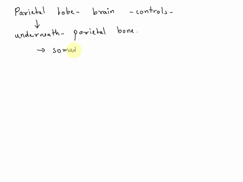 what-does-the-parietal-lobe-control-in-your-brain-60518