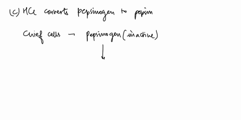in-the-stomach-a-pepsin-converts-hydrochloric-acid-to-pepsinogen-b-pepsin-converts-pepsinogen-to-hydrochloric-acid-c-hydrochloric-acid-converts-pepsinogen-to-pepsin-d-hydrochloric-acid-conve-26275