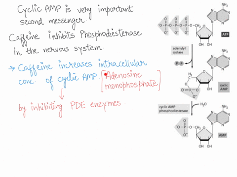 cyclic-amp-camp-is-a-very-important-second-messenger-its-synthesis-occurs-from-modification-of-atp-which-is-always-present-in-the-cell-the-camp-signal-will-be-terminated-when-it-is-converted-41058