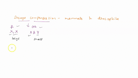 describe-how-dosage-compensation-of-the-x-chromosome-is-accomplished-in-female-mammals-and-how-this-differs-in-drosophila-55068