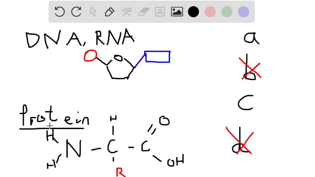 Which Statement Best Describes The Components Of Nucleic Acids