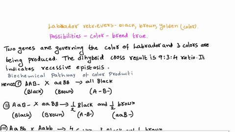 labrador-retrievers-may-be-black-brown-chocolate-or-golden-yellow-in-color-while-each-color-may-breed-true-many-different-outcomes-are-seen-when-numerous-litters-are-examined-from-a-variety-31403