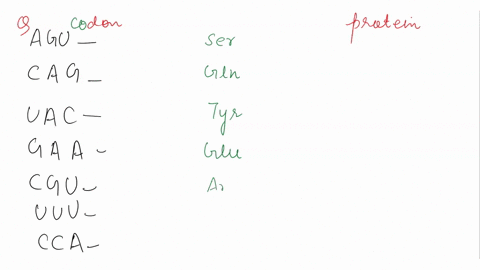 use-the-codon-chart-to-write-the-amino-acid-that-corresponds-to-each-codon-found-in-mrna-c-c-c-proline-____-______-a-g-u-______________________-c-a-g-______________________-u-a-c-___________-57627