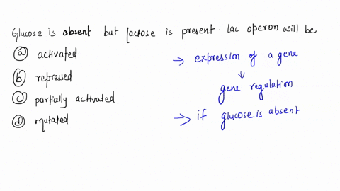 if-glucose-is-absent-but-lactose-is-present-the-lac-operon-will-be-a-activated-b-repressed-c-partial-83014